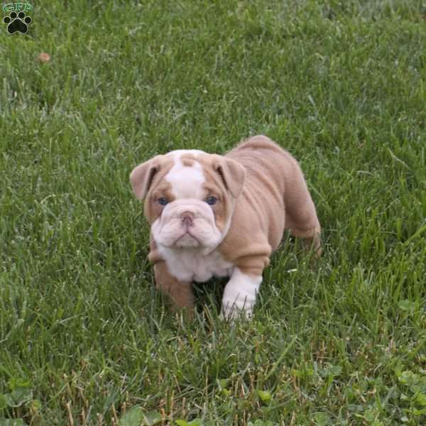 Lacy, English Bulldog Puppy